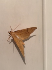 Gandaritis pyraliata