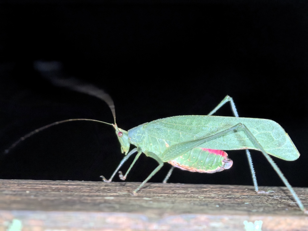 Molpa emarginata