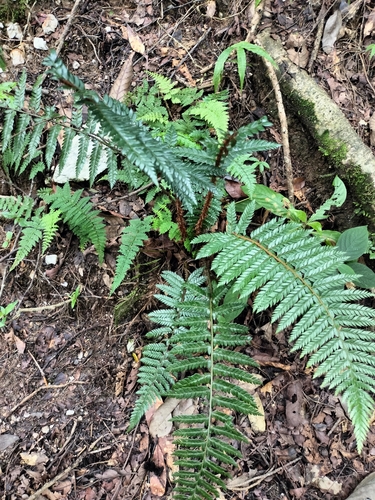 Polystichum squarrosum, photograph 5
