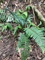 (c) Patricia Rose, some rights reserved (CC BY) Polystichum squarrosum, photograph (c) Patricia Rose, some rights reserved (CC BY)