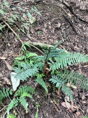 (c) Patricia Rose, some rights reserved (CC BY) Polystichum squarrosum, photograph (c) Patricia Rose, some rights reserved (CC BY)