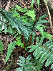 (c) Patricia Rose, some rights reserved (CC BY) Polystichum squarrosum, photograph (c) Patricia Rose, some rights reserved (CC BY)