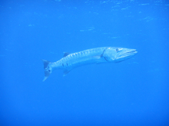 Great Barracuda