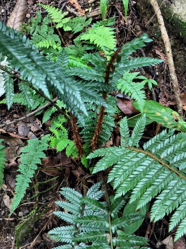 Polystichum squarrosum, photograph 2