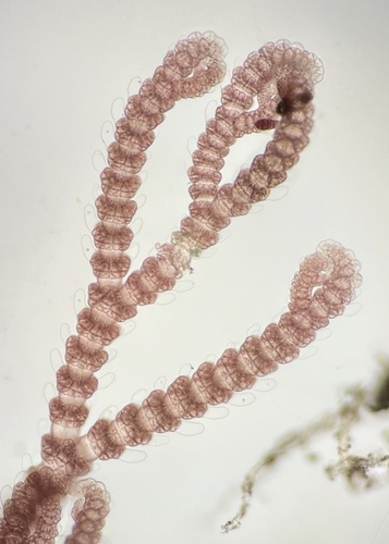 Gayliella fimbriata