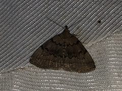 Zanclognatha dentata