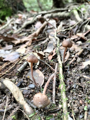 Psilocybe keralensis photographed in Nepal