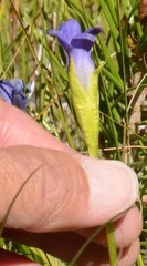 Gentianopsis simplex