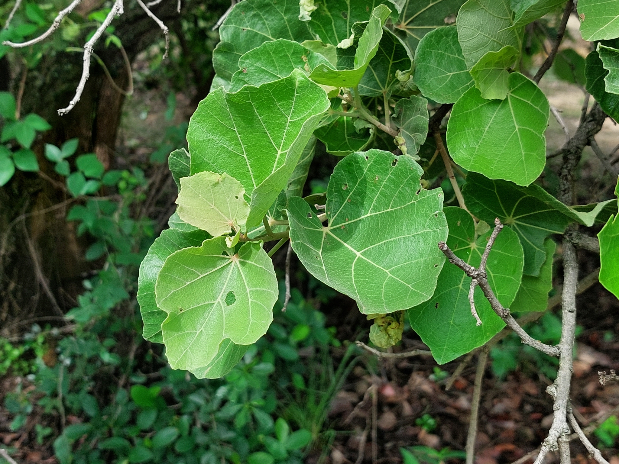 Imagem de Maiden's Bush