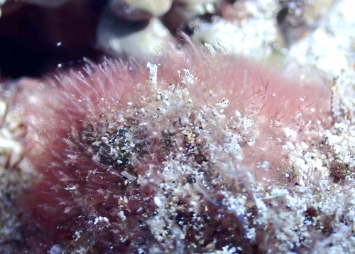 Spirocladia hodgsoniae