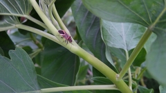 Graptostethus servus