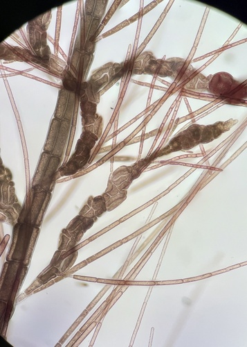 Spirocladia hodgsoniae