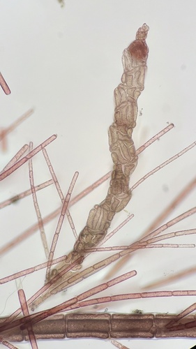 Spirocladia hodgsoniae