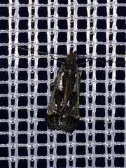 Dichomeris ochripalpella