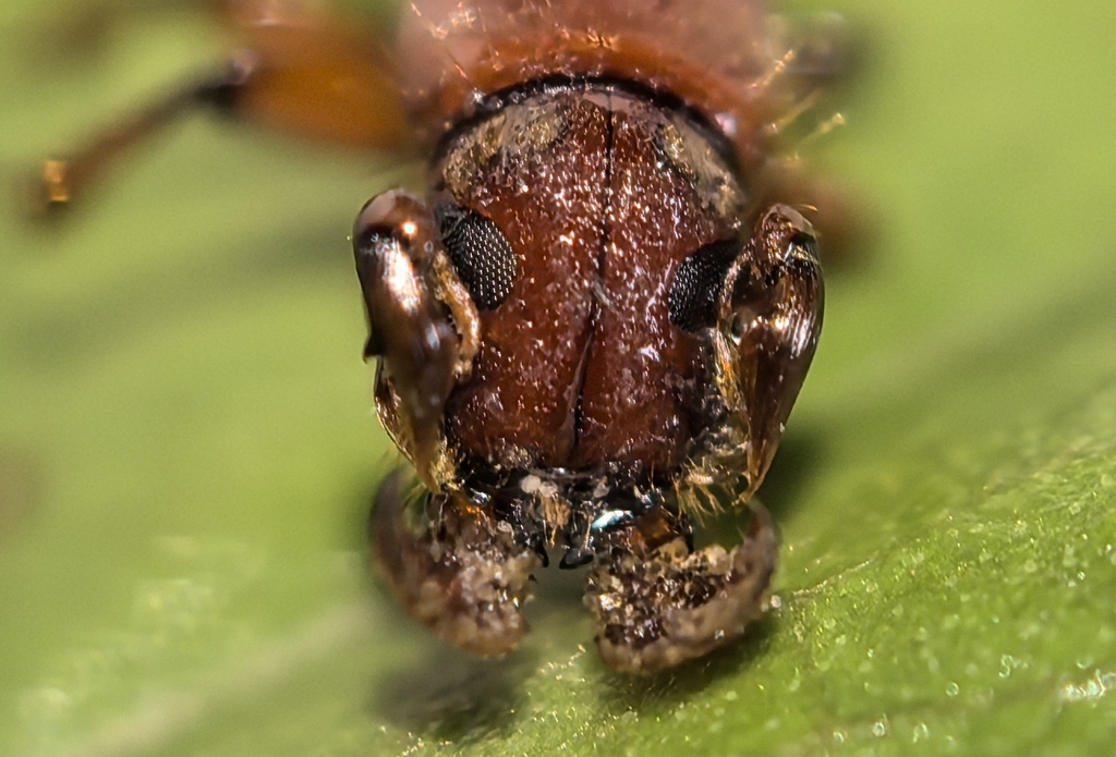 Spathdidcerus thomsoni