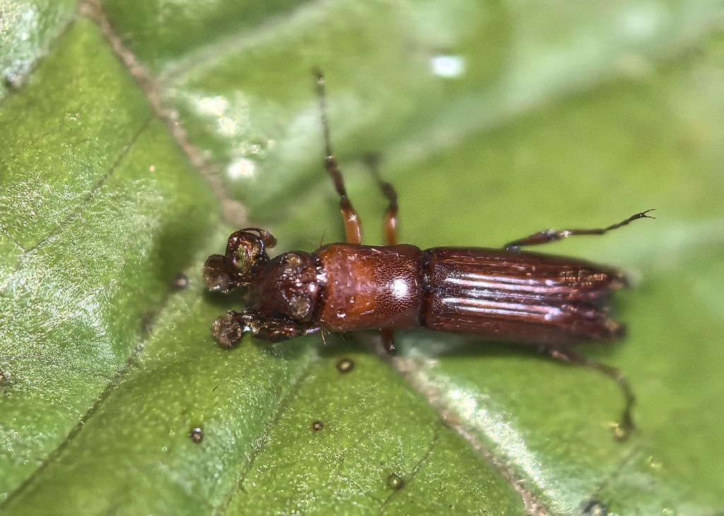Spathidicerus