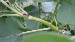 Graptostethus servus