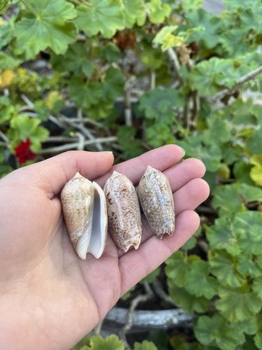 Oliva incrassata, 2024-12-29