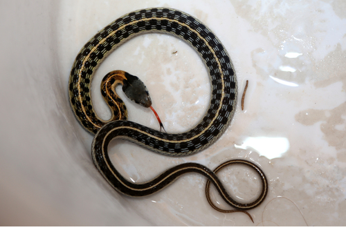 Black-necked Garter Snake