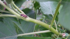 Graptostethus servus