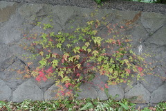 Geranium robertianum