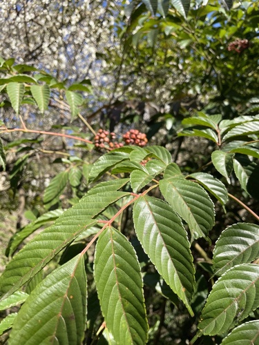 Foto de Café-de-bugre