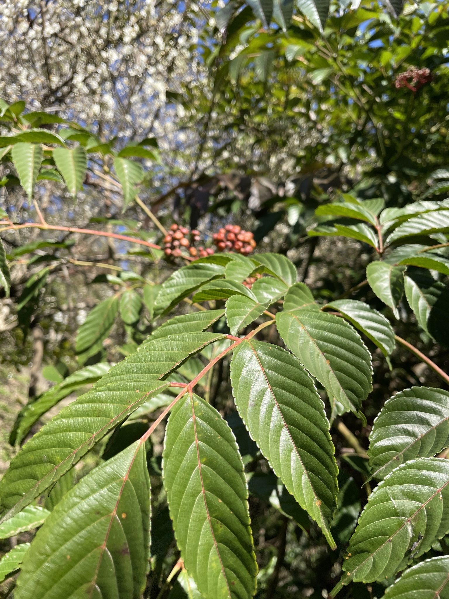 Imagem de Café-de-bugre