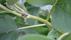 Graptostethus servus