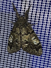 Dasychira plagiata