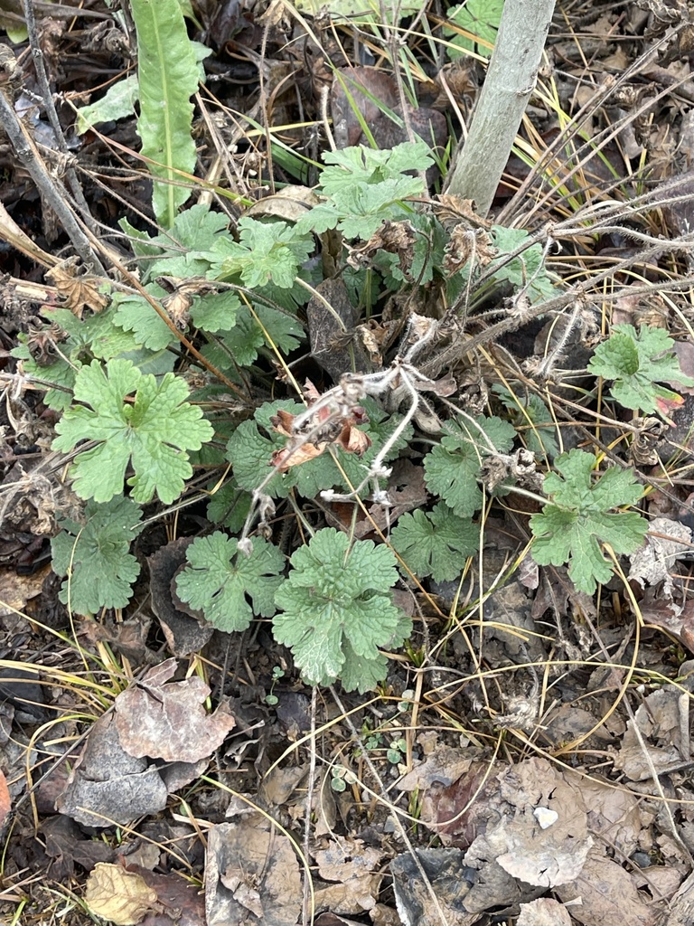 Geranium crenatifolium