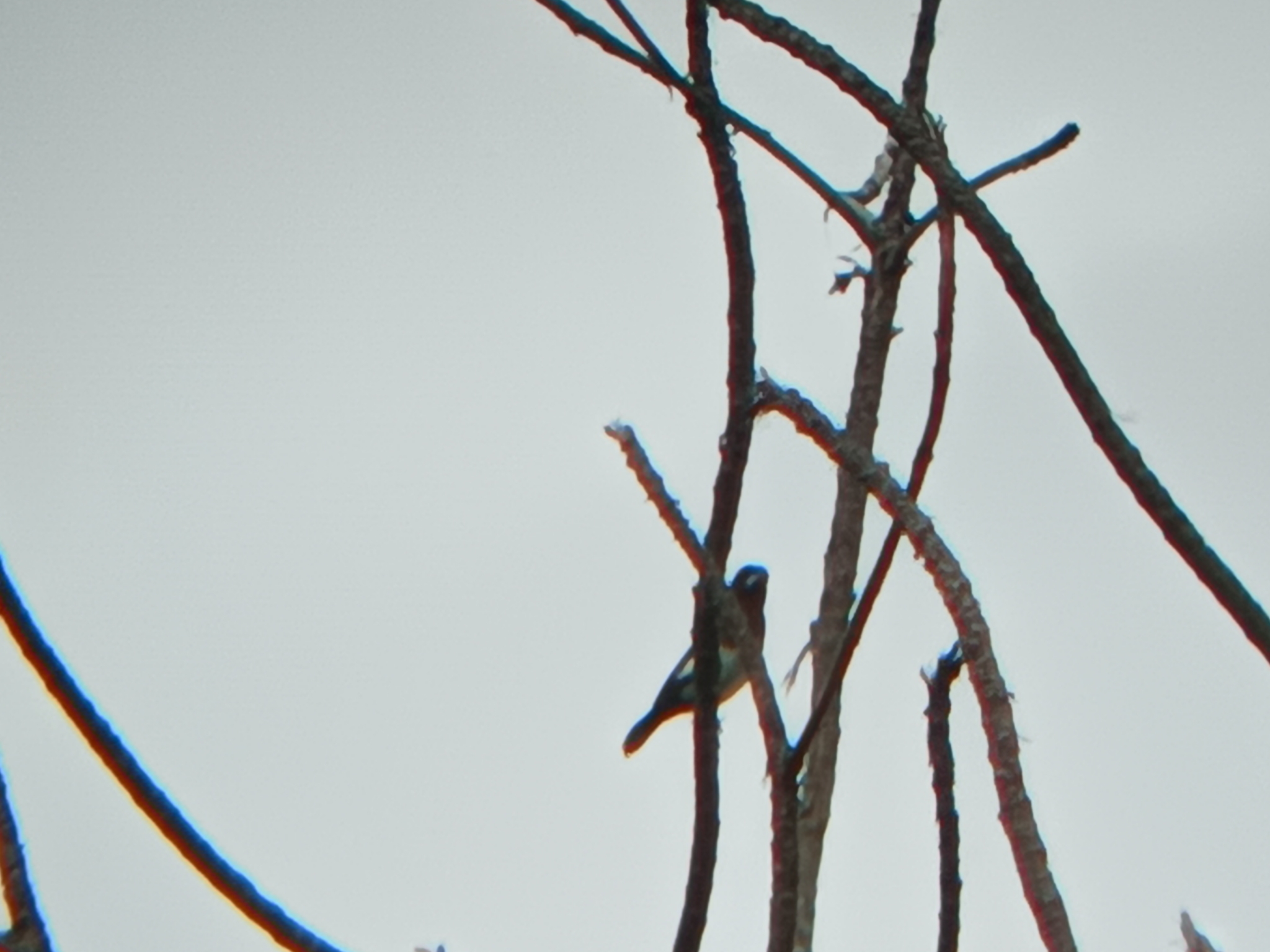 White-bellied Munia
