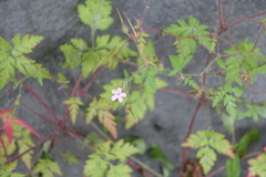 Geranium robertianum