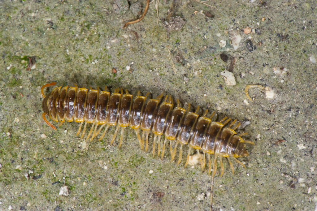 Aceratophallus hoctunanus
