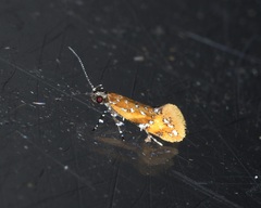 Promalactis densidentalis