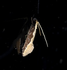 Pyloetis mimosae
