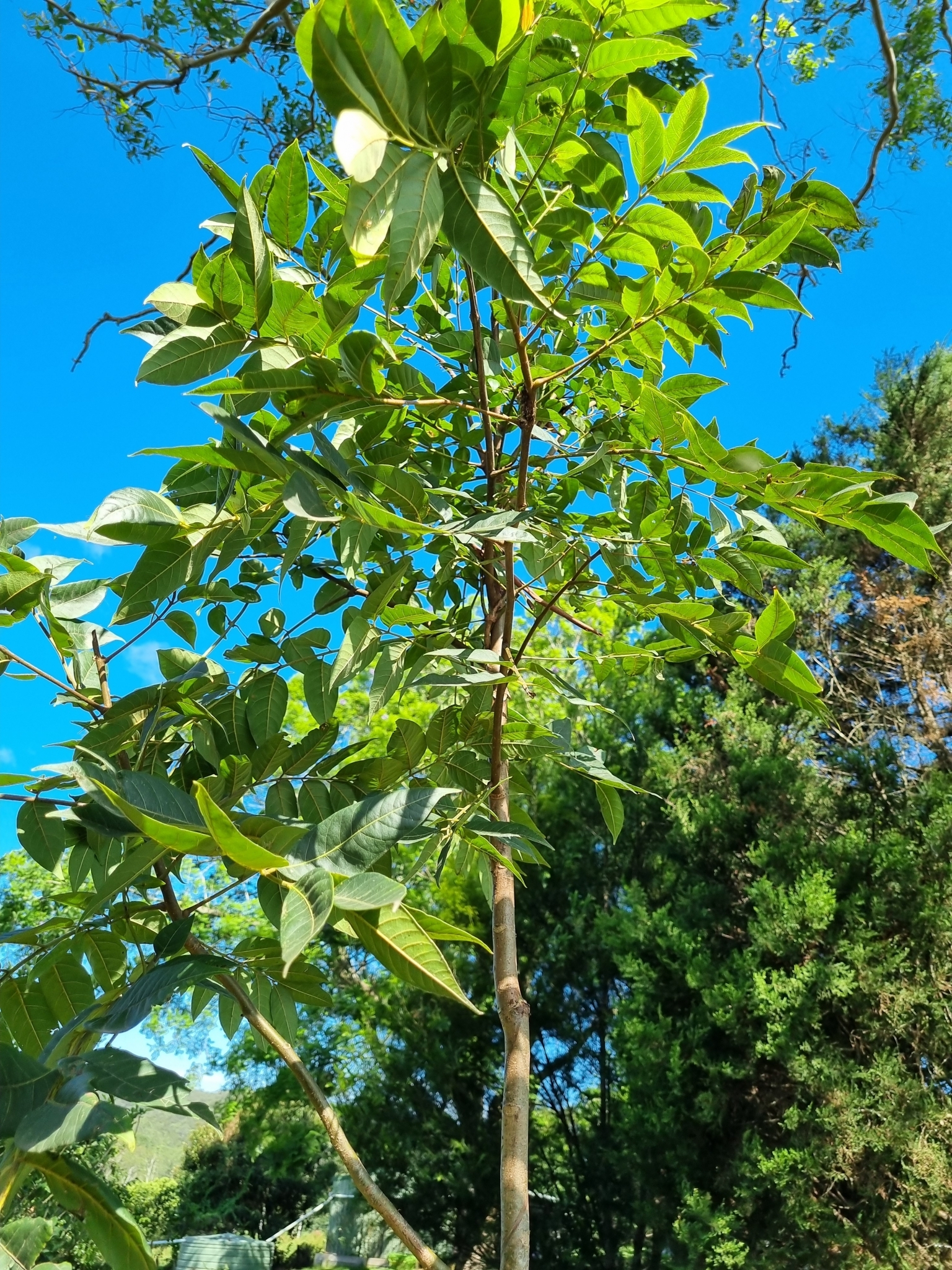 Imagem de Cedro-australiano