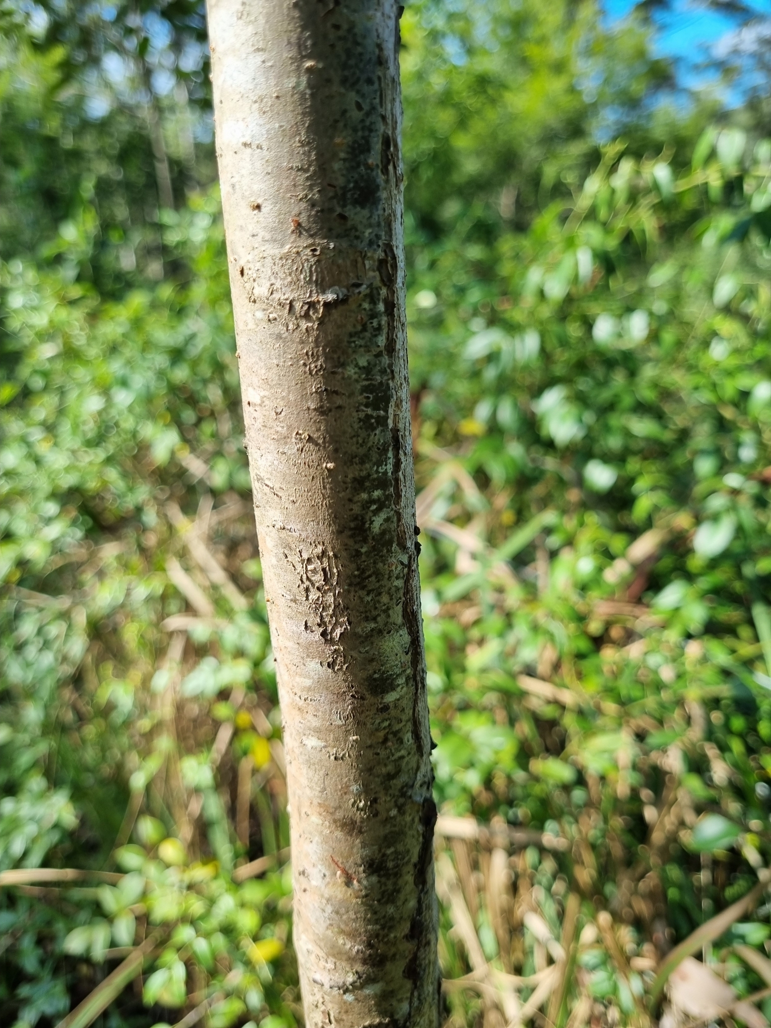 Imagem de Cedro-australiano