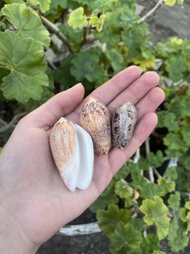 Oliva incrassata, 2024-12-29