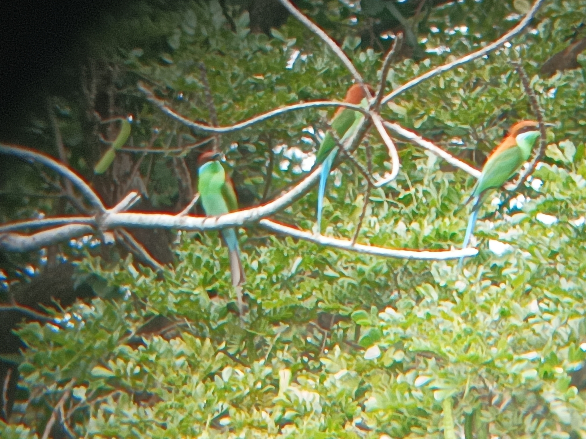 Rufous-crowned Bee-eater (Merops americanus)