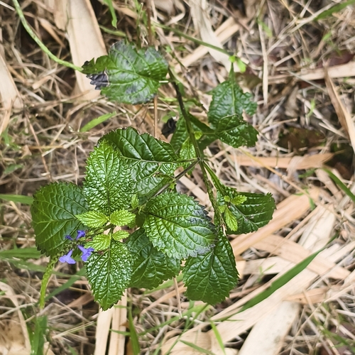 Foto de Gervão-roxo