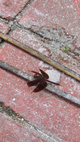 Neurothemis fluctuans