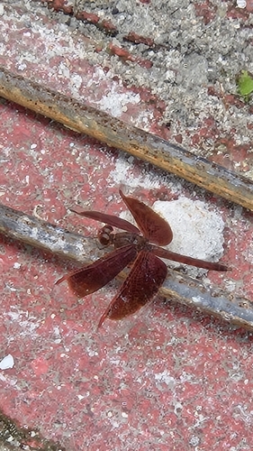 Neurothemis fluctuans