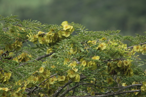 Umbila