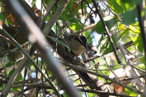 Russet-naped Wren (Campylorhynchus humilis), photo 6
