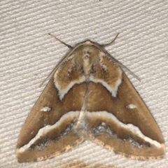 Caripeta angustiorata