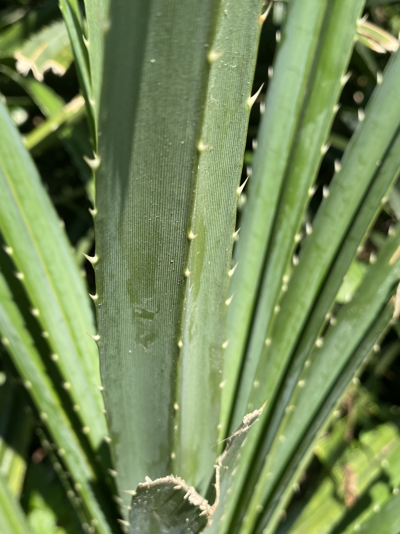Imagem de Pandanus