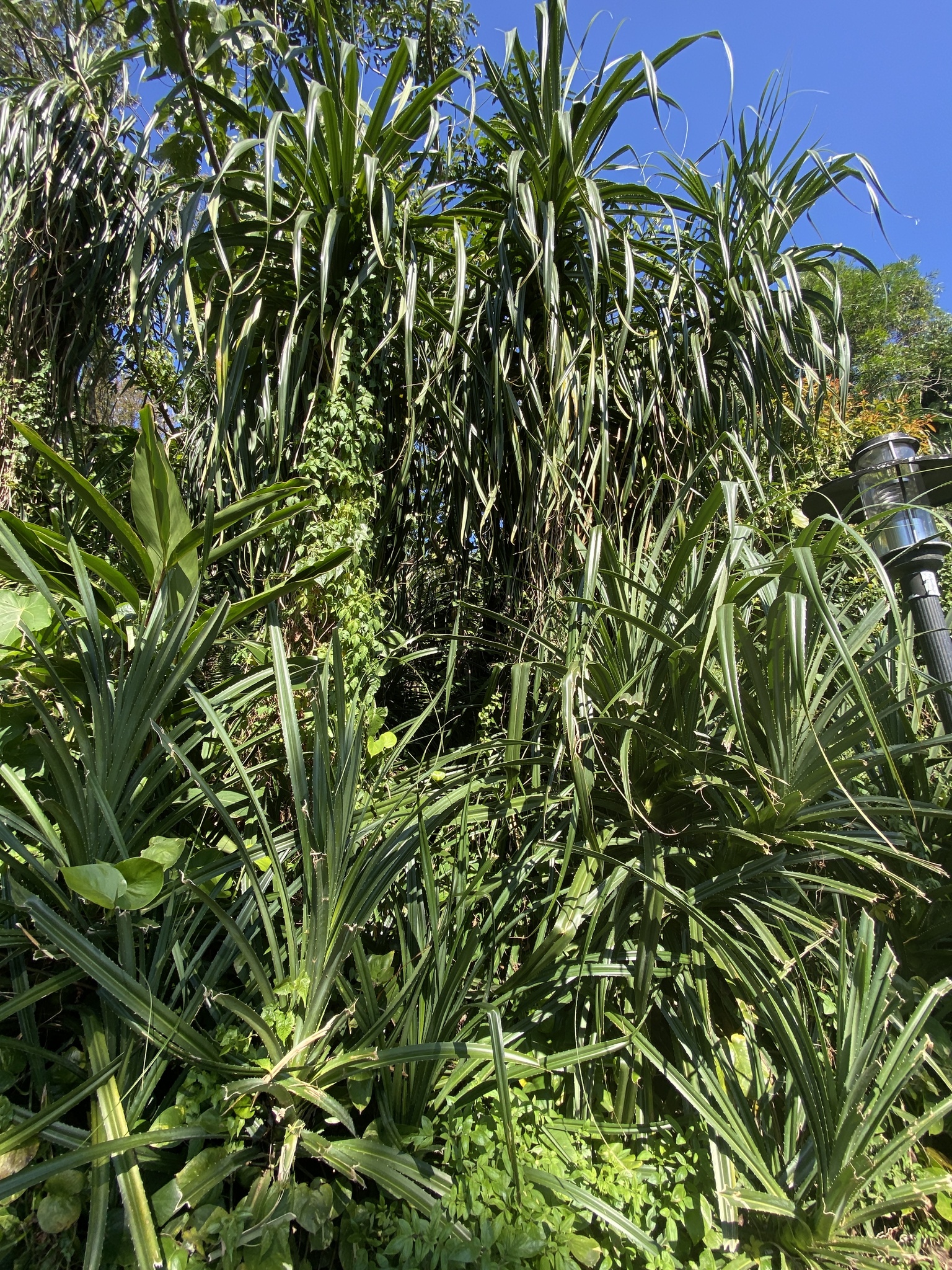 Imagem de Pandanus