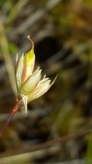 Juncus stygius americanus