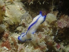 Pseudoceros concinnus