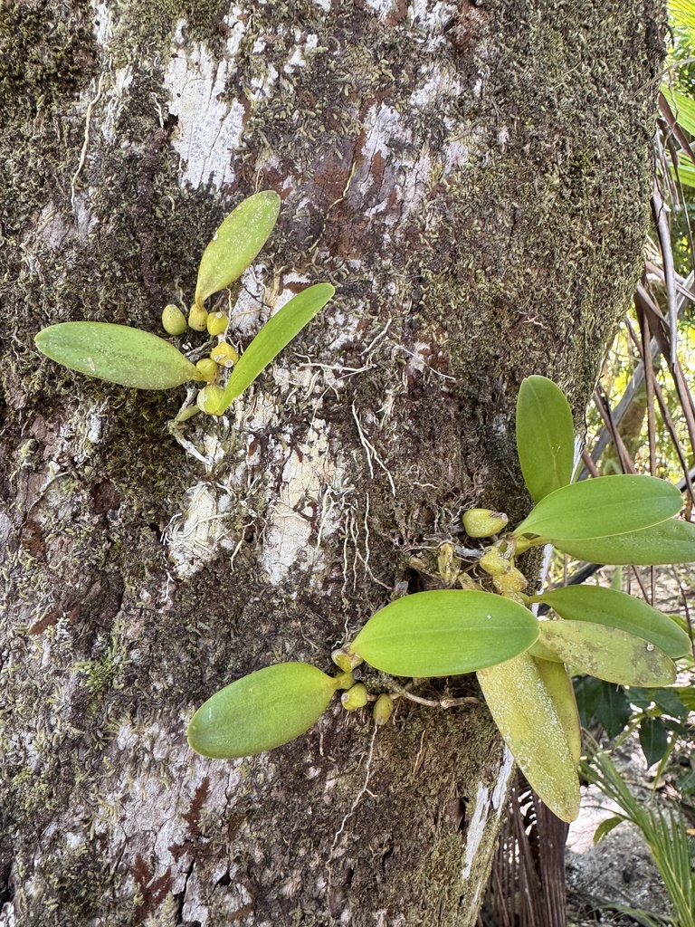 Bulbophyllum grandiflorum Blume 3